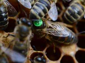 Матка Карніка