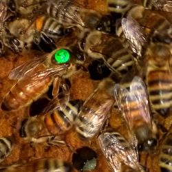 Італійка_матка