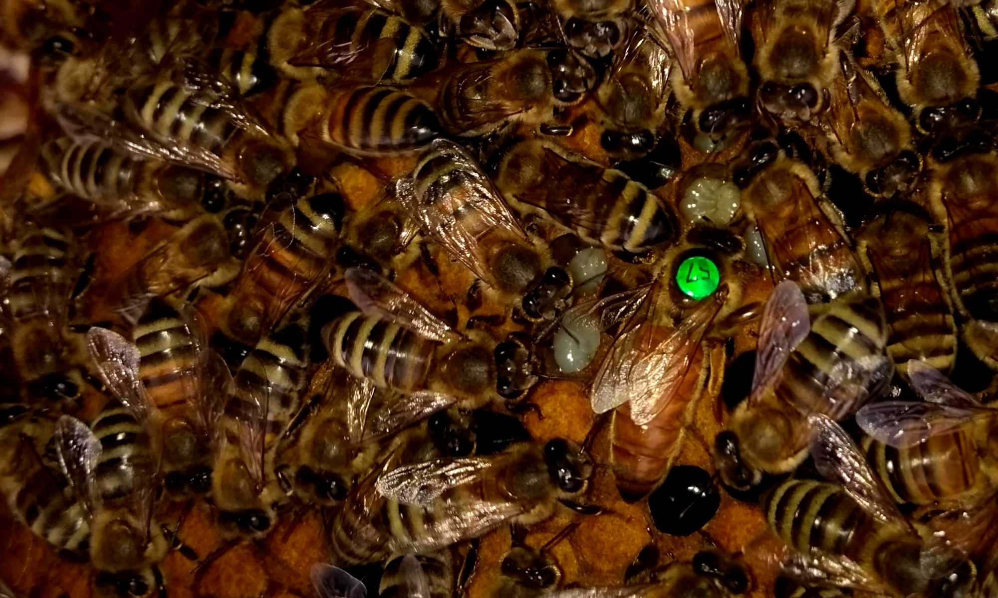 Матка Італійка