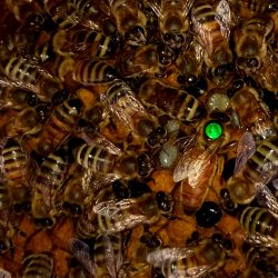 Матка Італійка