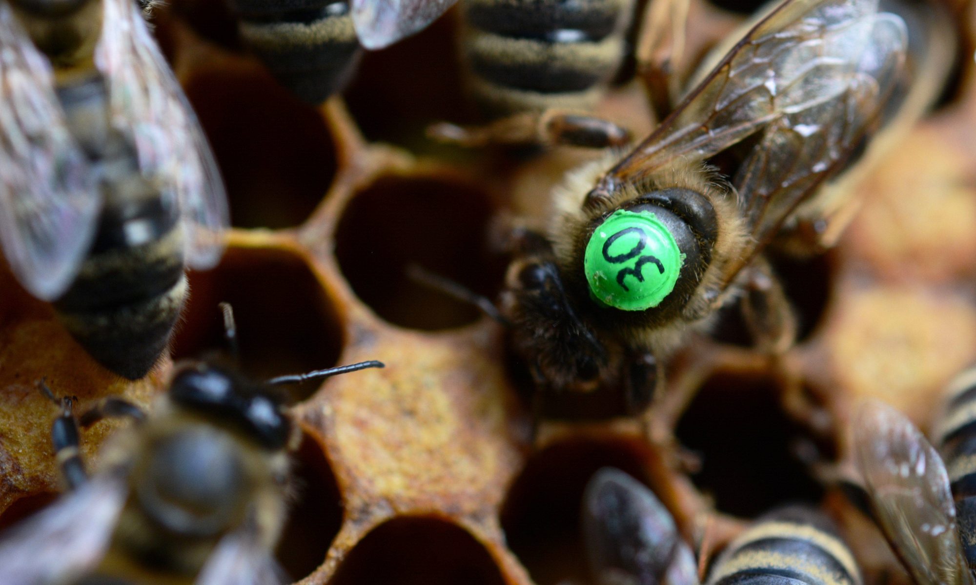 Матка Карніка