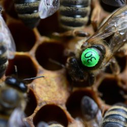 Матка Карніка