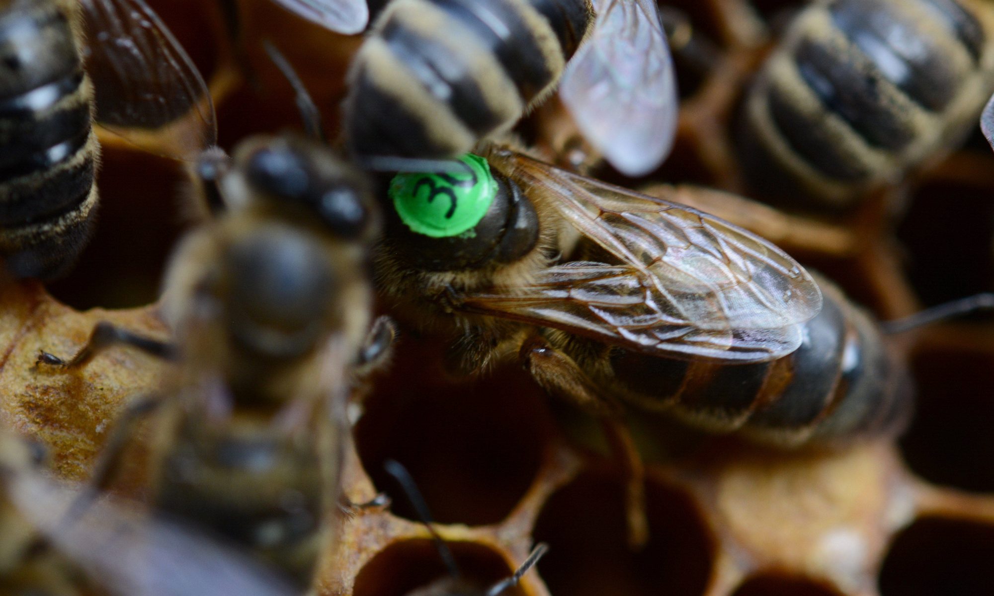 Матка Карніка