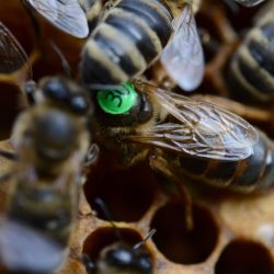 Матка Карніка