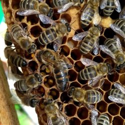 Матка Карпатка